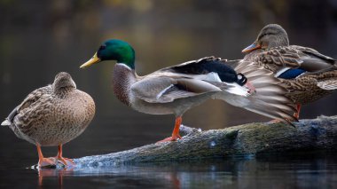 2025 gölündeki ördekler