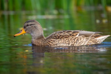 2025 gölündeki ördekler