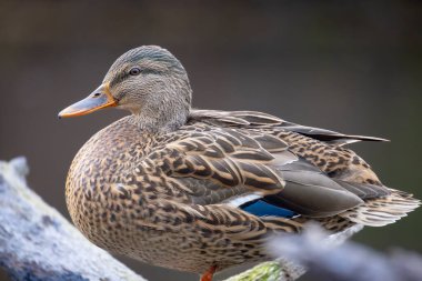 2025 gölündeki ördekler