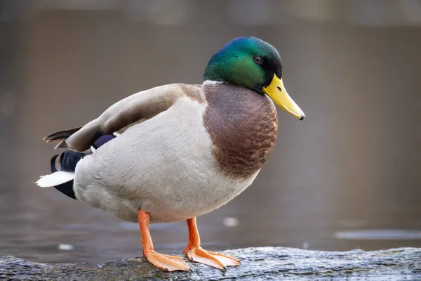 2025 gölündeki ördekler