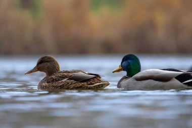 2025 gölündeki ördekler