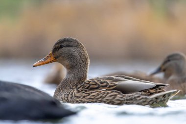 2025 gölündeki ördekler