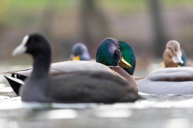 2025 gölündeki ördekler