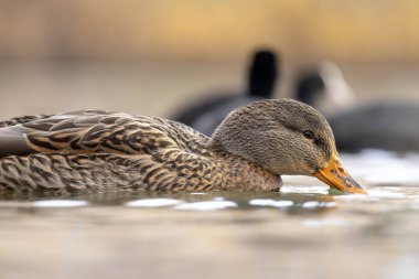 2025 gölündeki ördekler