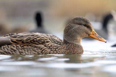 2025 gölündeki ördekler