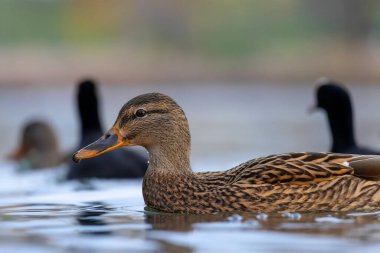 2025 gölündeki ördekler