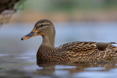 2025 gölündeki ördekler