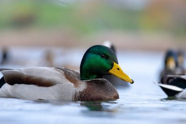 2025 gölündeki ördekler