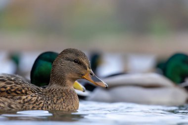 2025 gölündeki ördekler