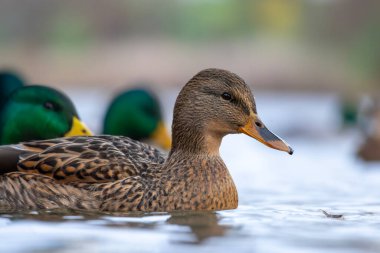 2025 gölündeki ördekler