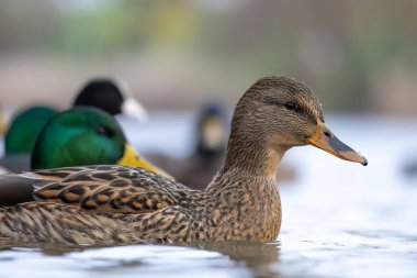 2025 gölündeki ördekler