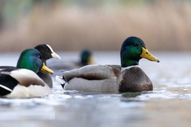 2025 gölündeki ördekler