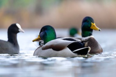 2025 gölündeki ördekler