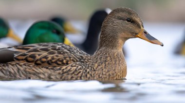 2025 gölündeki ördekler