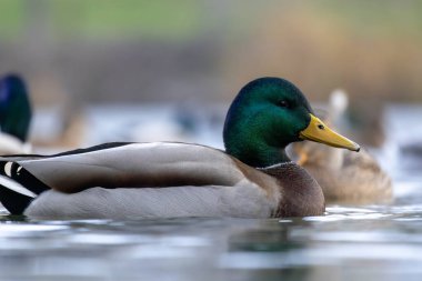 2025 gölündeki ördekler