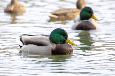 2025 gölündeki ördekler