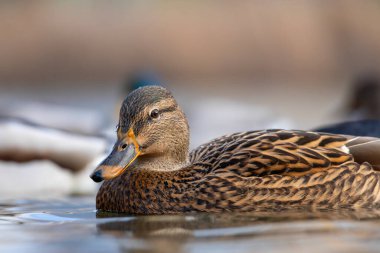 2025 gölündeki ördekler