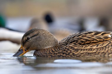 2025 gölündeki ördekler