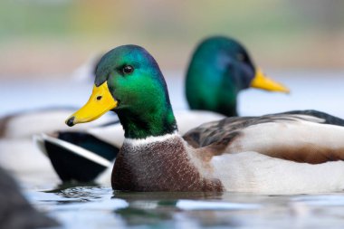 2025 gölündeki ördekler