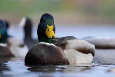 2025 gölündeki ördekler