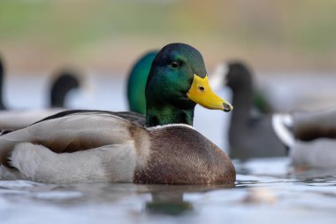 2025 gölündeki ördekler