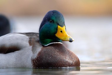 2025 gölündeki ördekler