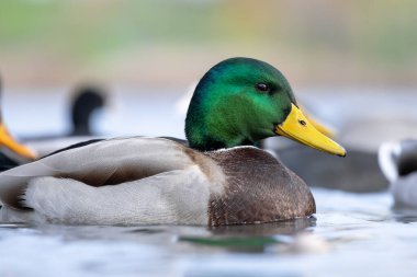 2025 gölündeki ördekler