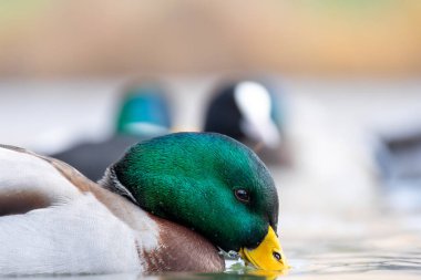 2025 gölündeki ördekler