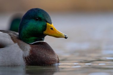 2025 gölündeki ördekler