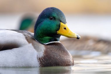 2025 gölündeki ördekler