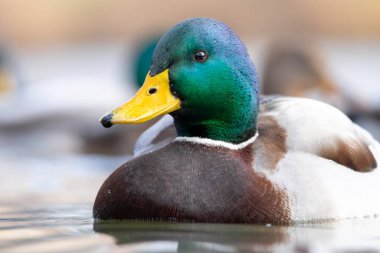 2025 gölündeki ördekler