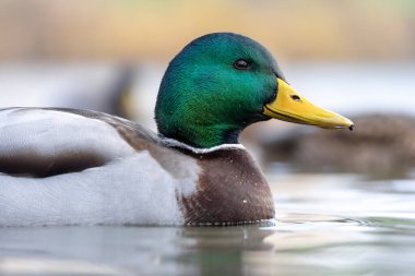 2025 gölündeki ördekler