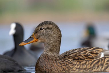 2025 gölündeki ördekler