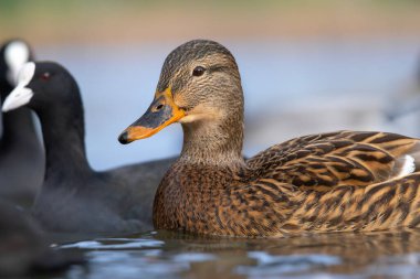 2025 gölündeki ördekler