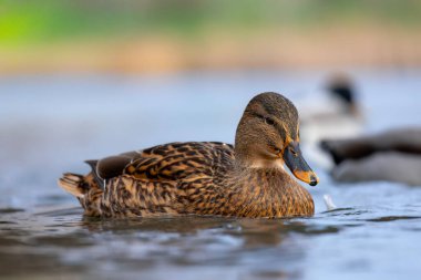 2025 gölündeki ördekler