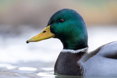 2025 gölündeki ördekler