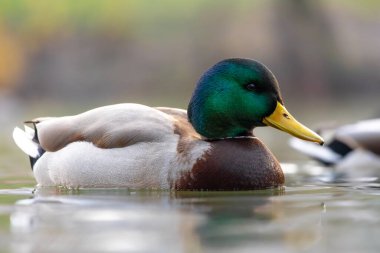 2025 gölündeki ördekler