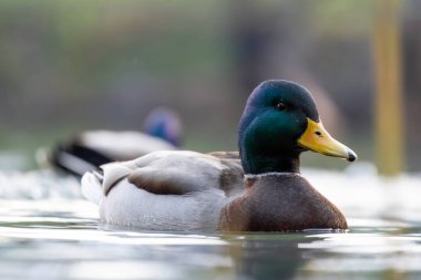 2025 gölündeki ördekler