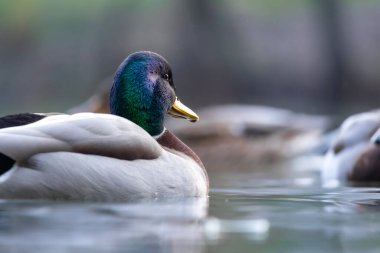 2025 gölündeki ördekler