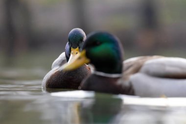 2025 gölündeki ördekler