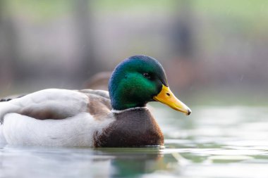 2025 gölündeki ördekler