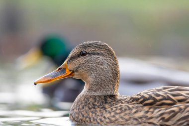 2025 gölündeki ördekler