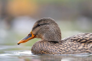 2025 gölündeki ördekler