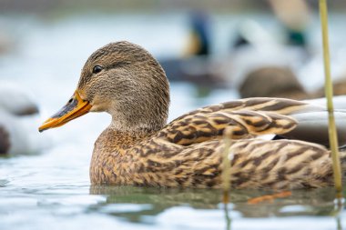 2025 gölündeki ördekler