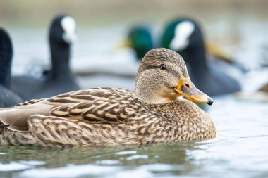 2025 gölündeki ördekler