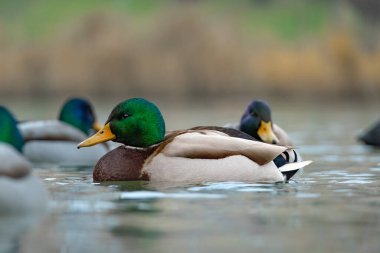 2025 gölündeki ördekler