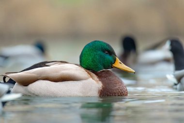 2025 gölündeki ördekler