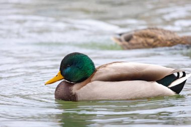 2025 gölündeki ördekler