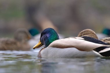 2025 gölündeki ördekler