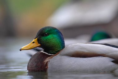 2025 gölündeki ördekler